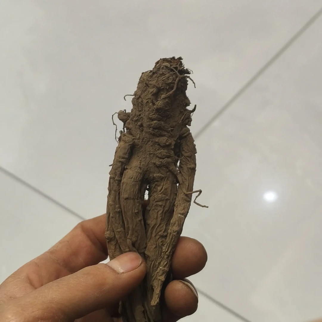 甘肃岷县当归自然晒干（单拍不支持发货）