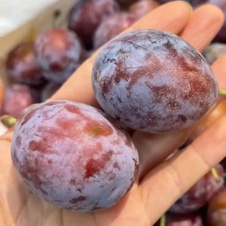 【顺丰空运】新疆喀什法兰西西梅新鲜采摘香甜多汁当季水果