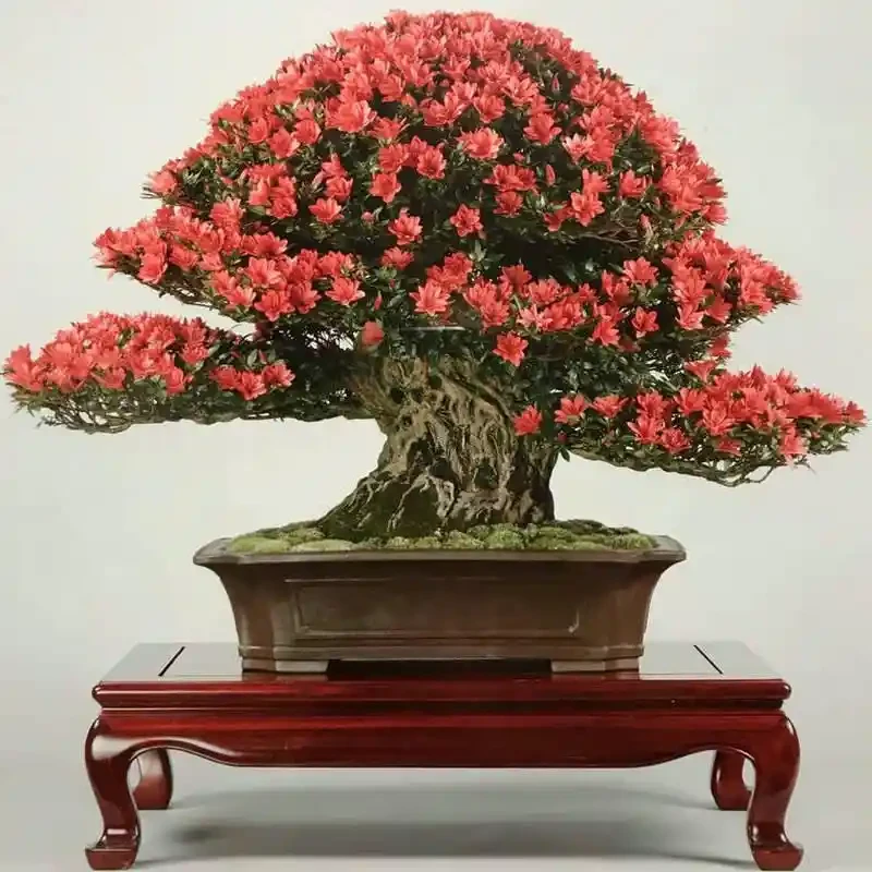 杜鹃盆景花卉可作茶几装饰高端大气，传属直播链接