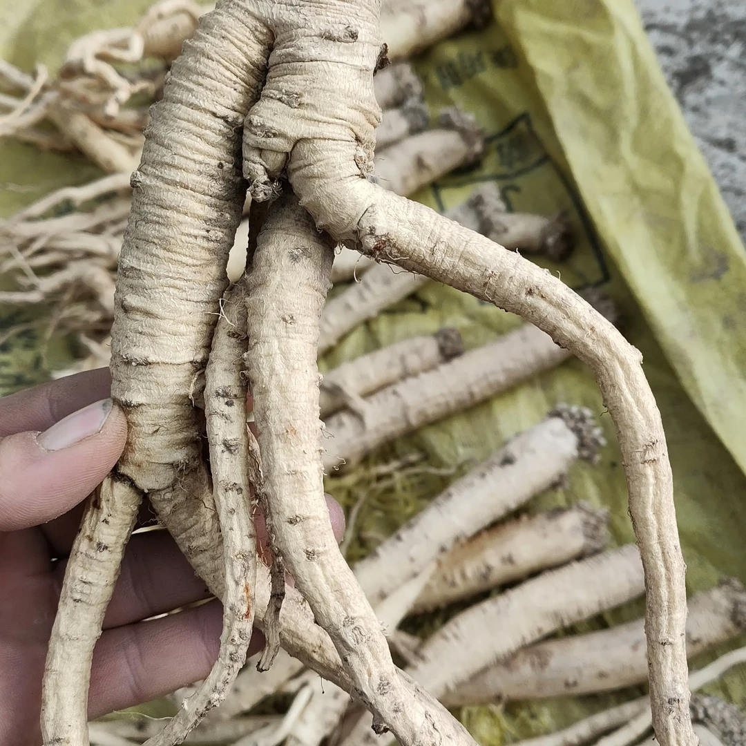 党参 野生纹党参甘肃原产地直供原条 滋补养生佳品 1根装