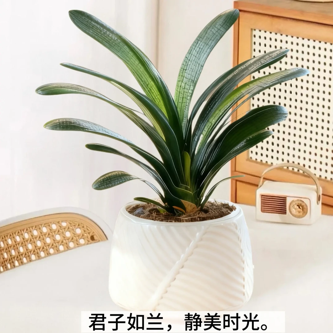 8-12片叶君子兰盆栽室内花卉适合客厅办公室阳台摆放四季常青