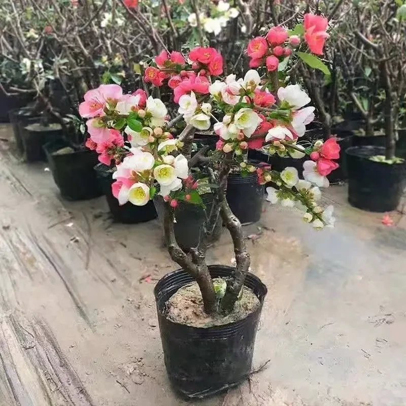 多色新春年宵花海棠花春节家居办公室阳台庭院盆栽种植开花植物