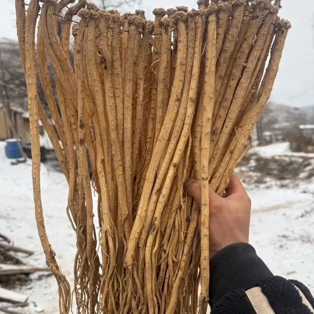 甘肃产地直发新鲜党参可泡水煲汤滋补养生（粉丝送两条）