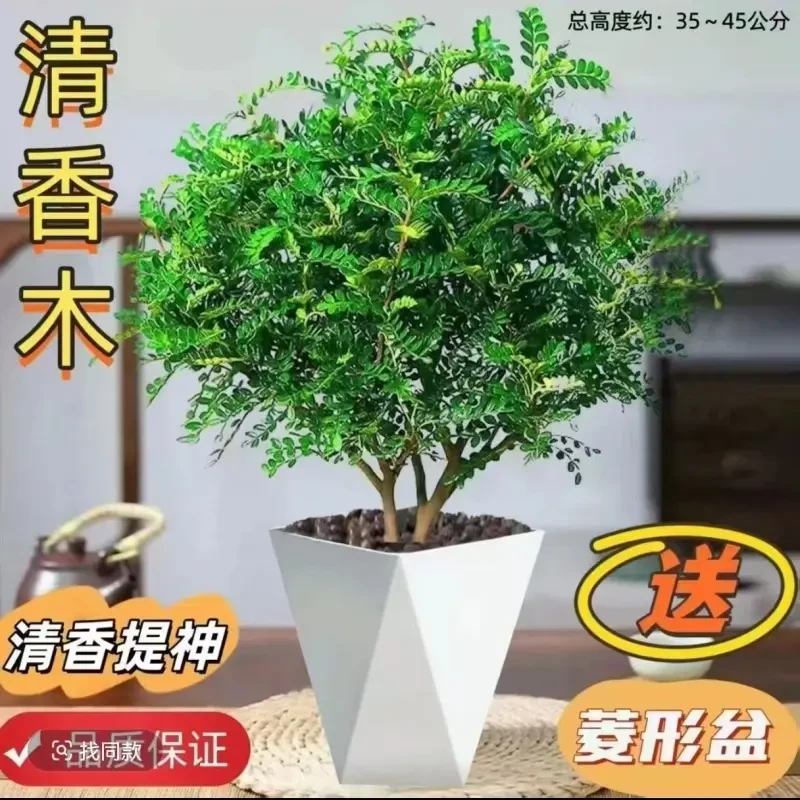 B清香木胡椒木驱蚊虫植物栽室内客厅好养提神绿植净化空气吸甲醛