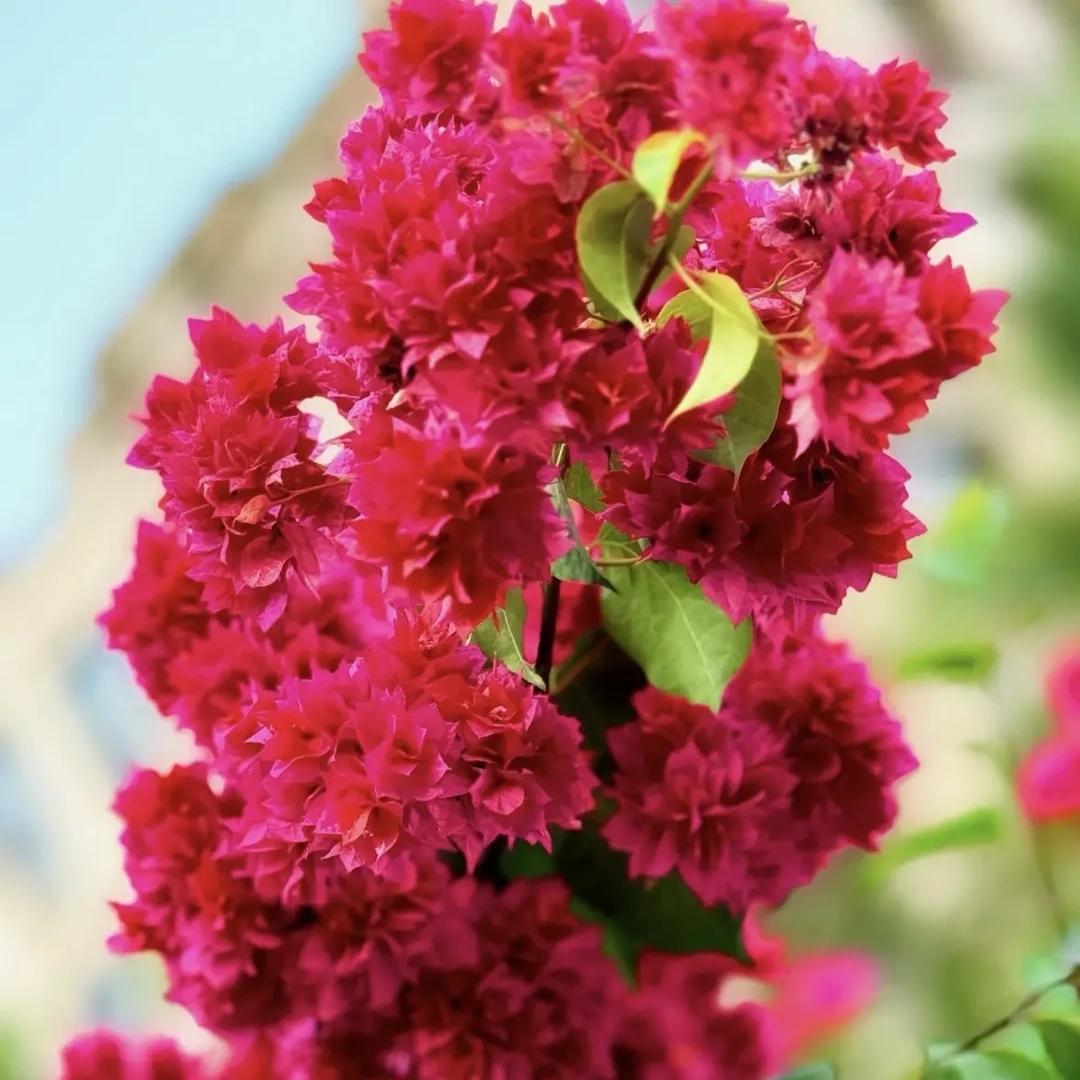 【重瓣三角梅】盆栽带盆带花四季开花室内外种植好养易活