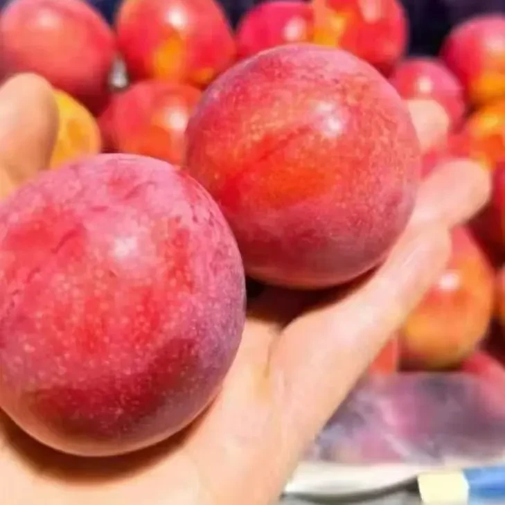 智利进口空运樱桃李大品牌图力奇TUNICHE4J5J6J顺丰空运包邮