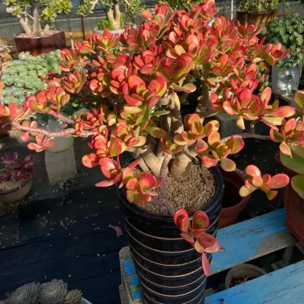 黄金花玉锦、玉树老桩多肉植物新手好养耐冻喜阳耐旱裸根发货