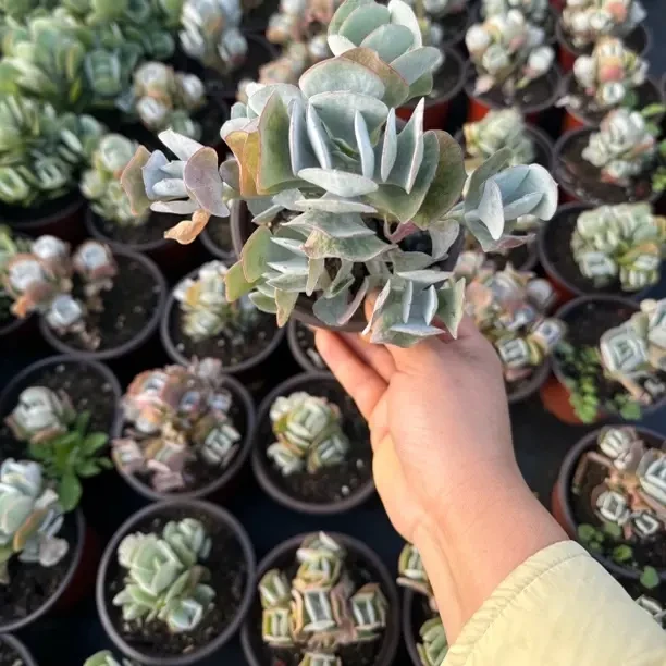 新手好养白眉多肉植物适合办公室阳台净化空气