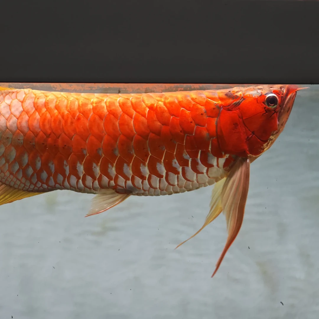 精品斯巴沃红龙热带鱼玲珑甄选