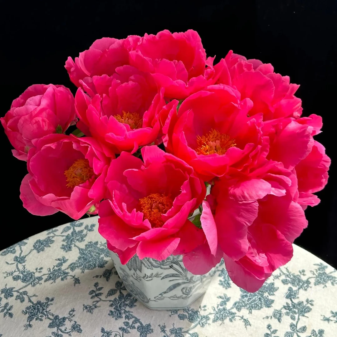 宝拉仙女重瓣大芍药花根耐寒四季盆栽懒人种植基地本地发货网红