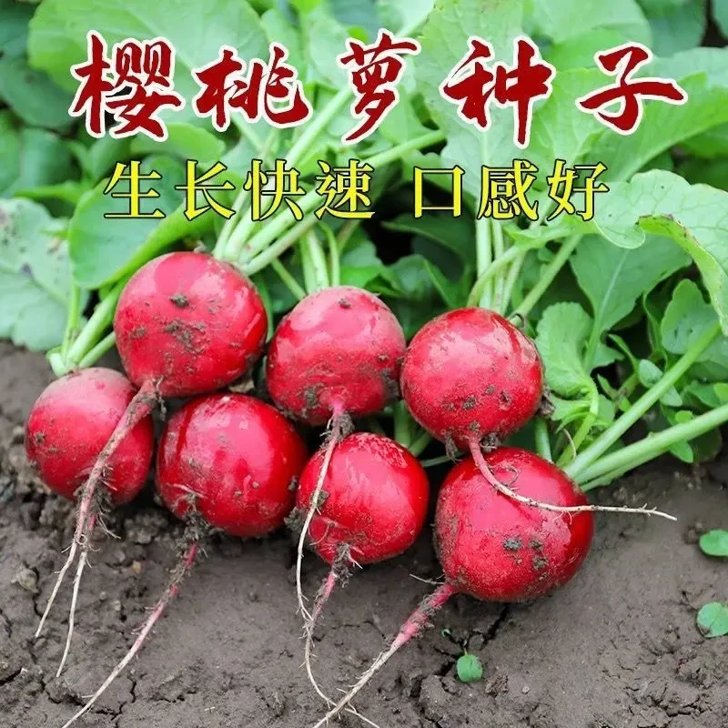 【樱桃萝卜种籽】四季水果萝卜脆甜多汁新鲜易种蔬菜盆栽阳台庭院