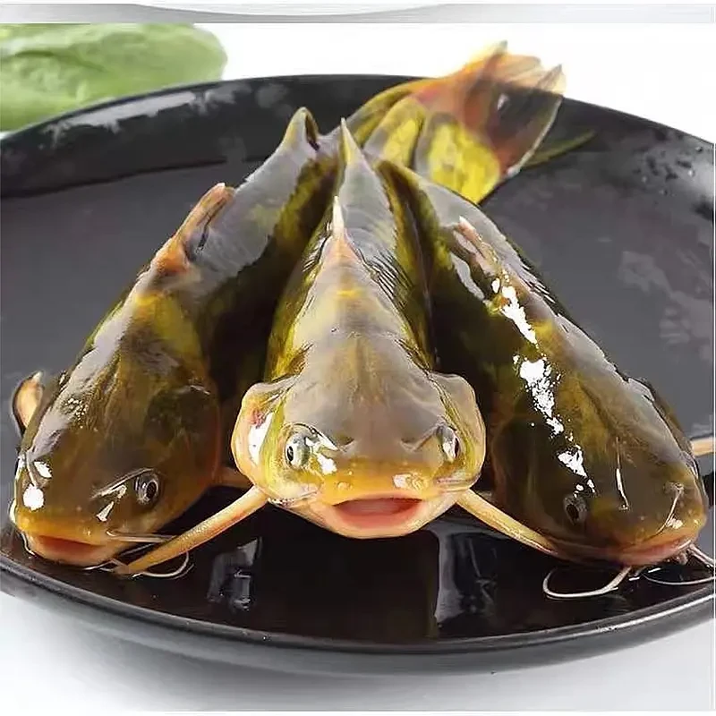 F现捞现发 四川黄骨鱼 黄辣丁 观赏水族 淡水饲养