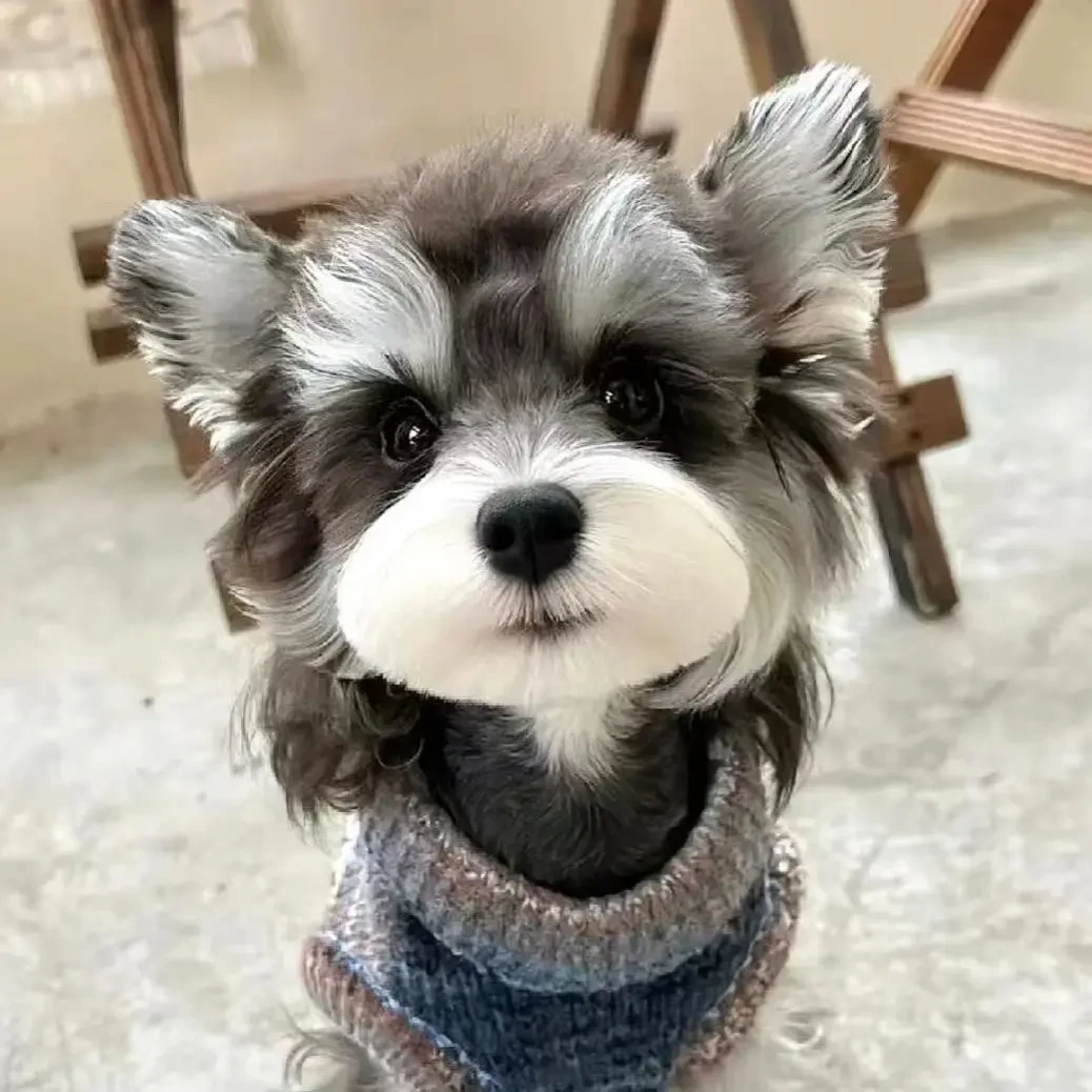 小型犬雪纳瑞网红幼犬可爱温顺无异味不掉毛