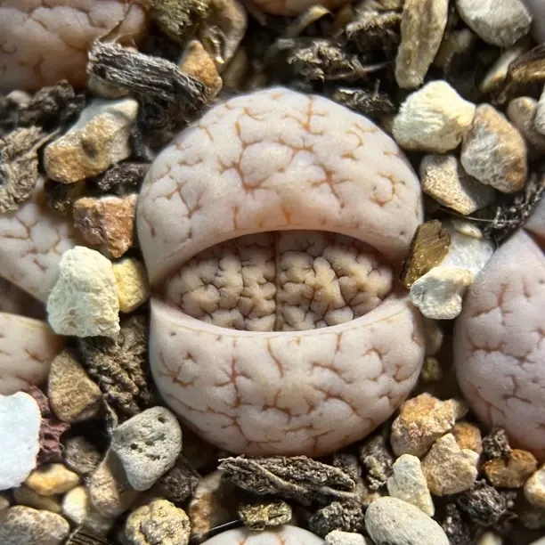 彩色生石花多肉植物盆栽带盆带土室内阳台好养