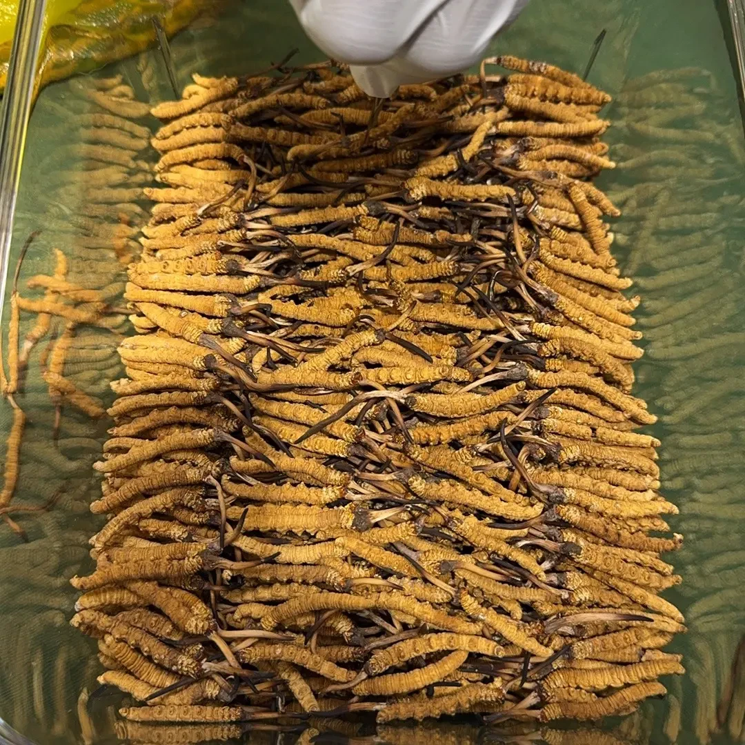 丁青县正宗天然高海拔冬虫夏草礼盒装送礼佳品