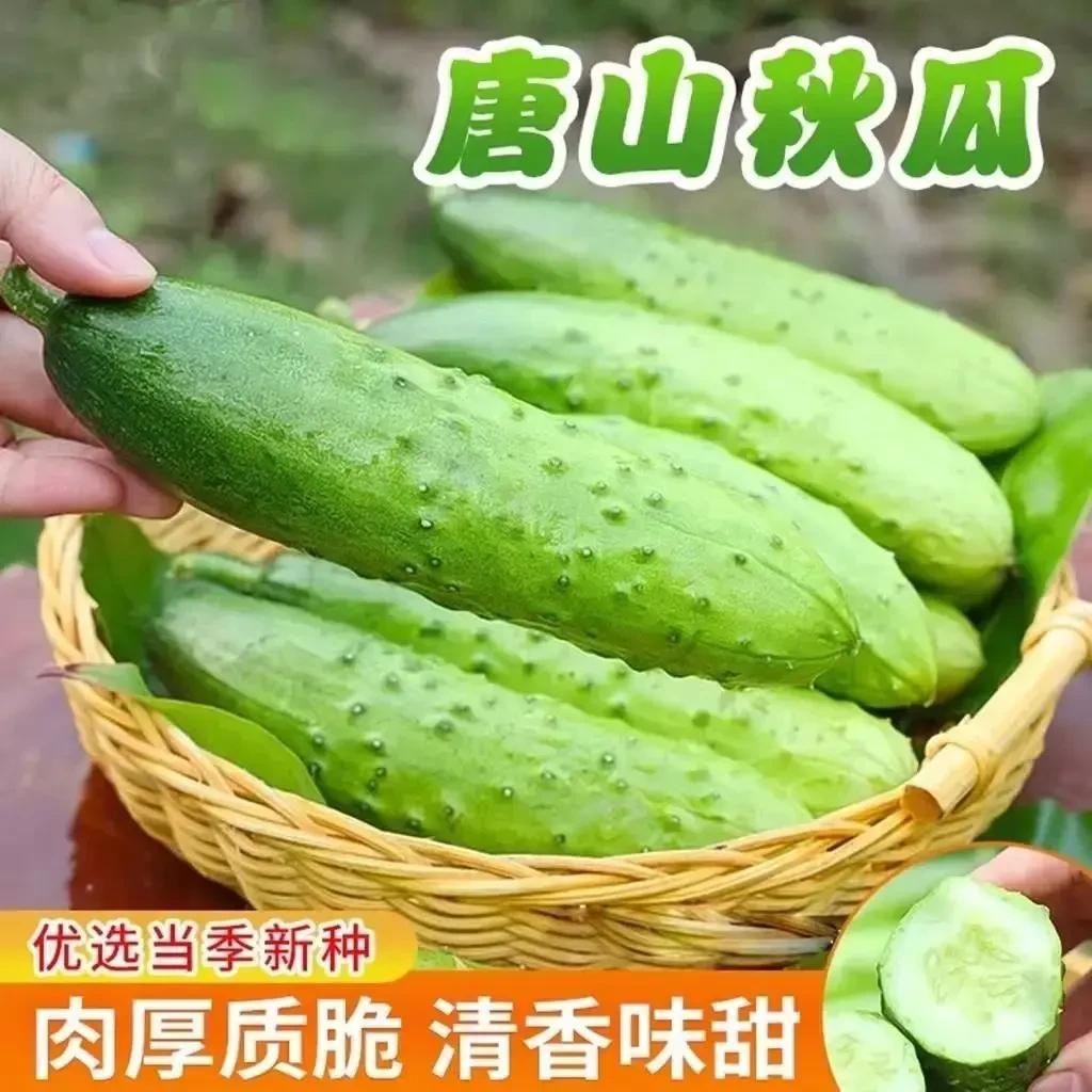 唐山秋瓜种子秋黄瓜高产水果黄瓜阳台小院春秋季易播种蔬菜种X