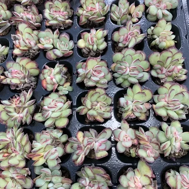 肉酱玫瑰 满10颗包邮 多肉植物室内好养带盆土适合庭院阳台