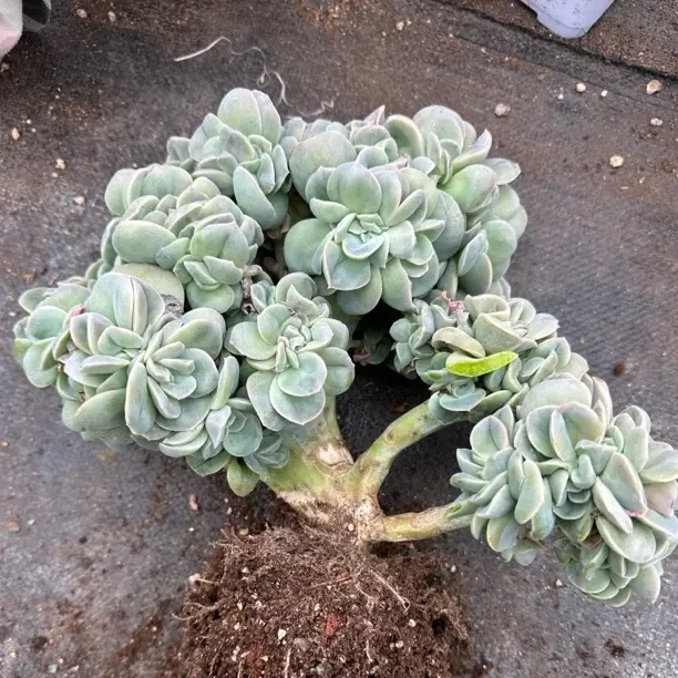 可爱玫瑰多肉植物有瑕疵