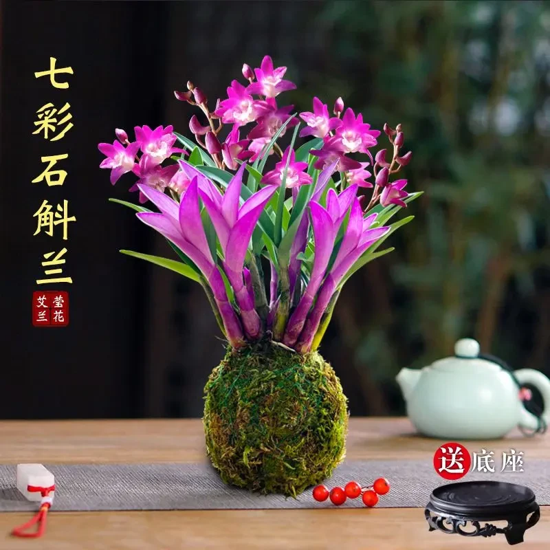 七彩紫叶石斛兰 冬带花苞紫叶香水石斛室内外花卉盆栽四季好养的