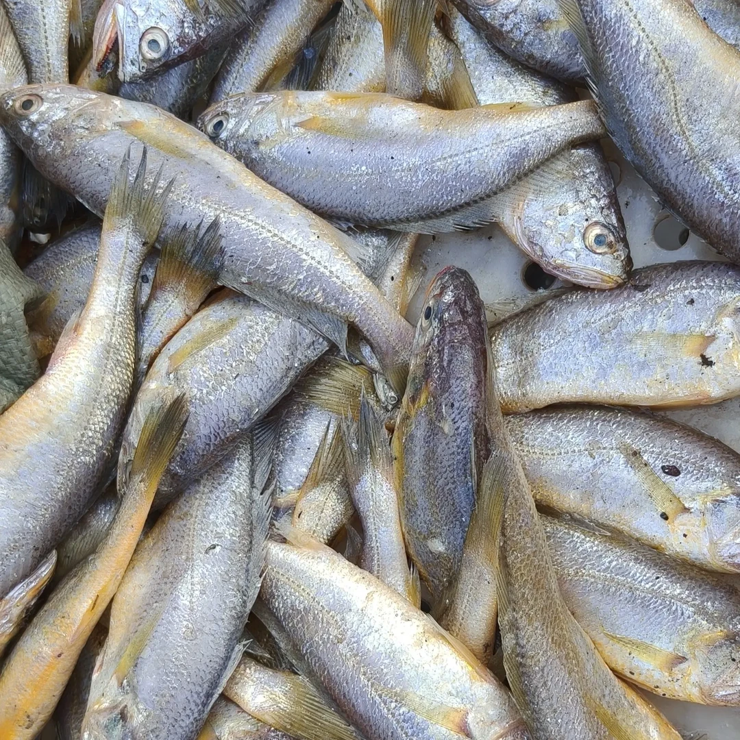 大连旅顺渤海海捕 野生小黄花鱼 新鲜冷冻顺丰冷链发货（嫌小勿拍）