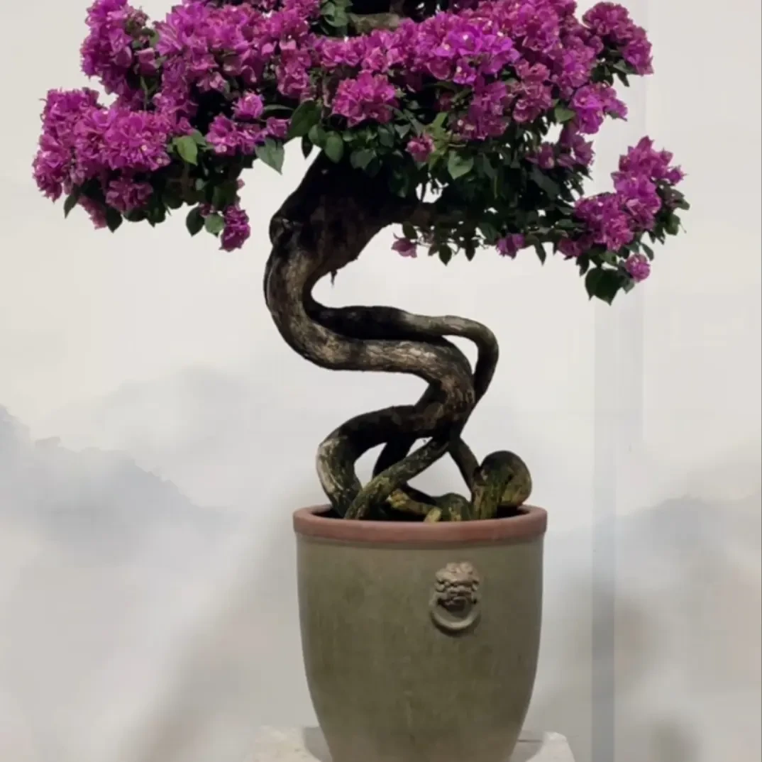 产地直销精品杜鹃老桩盆景可用于庭院别墅园林景观种植