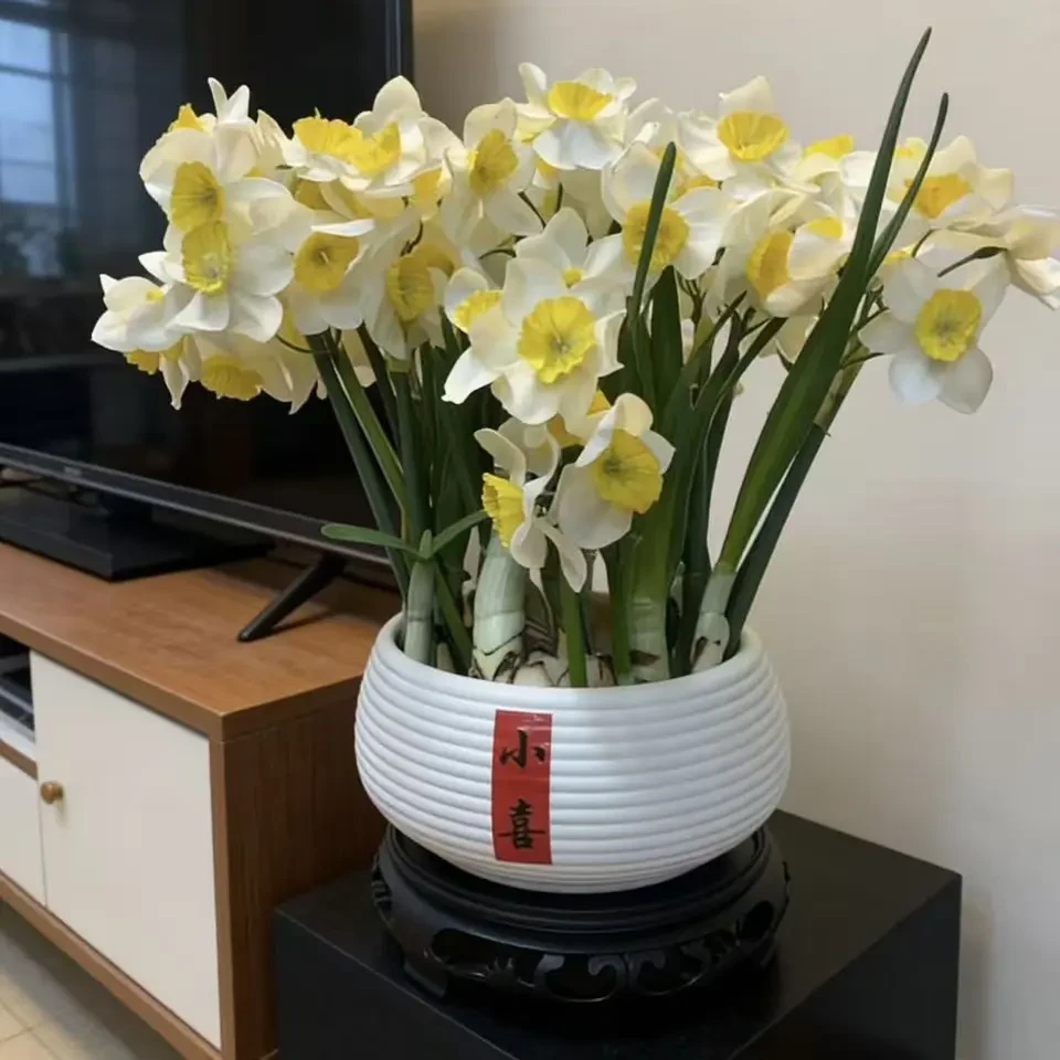 漳州水仙花精选大球水培含盆室内外冬季开花好养耐寒
