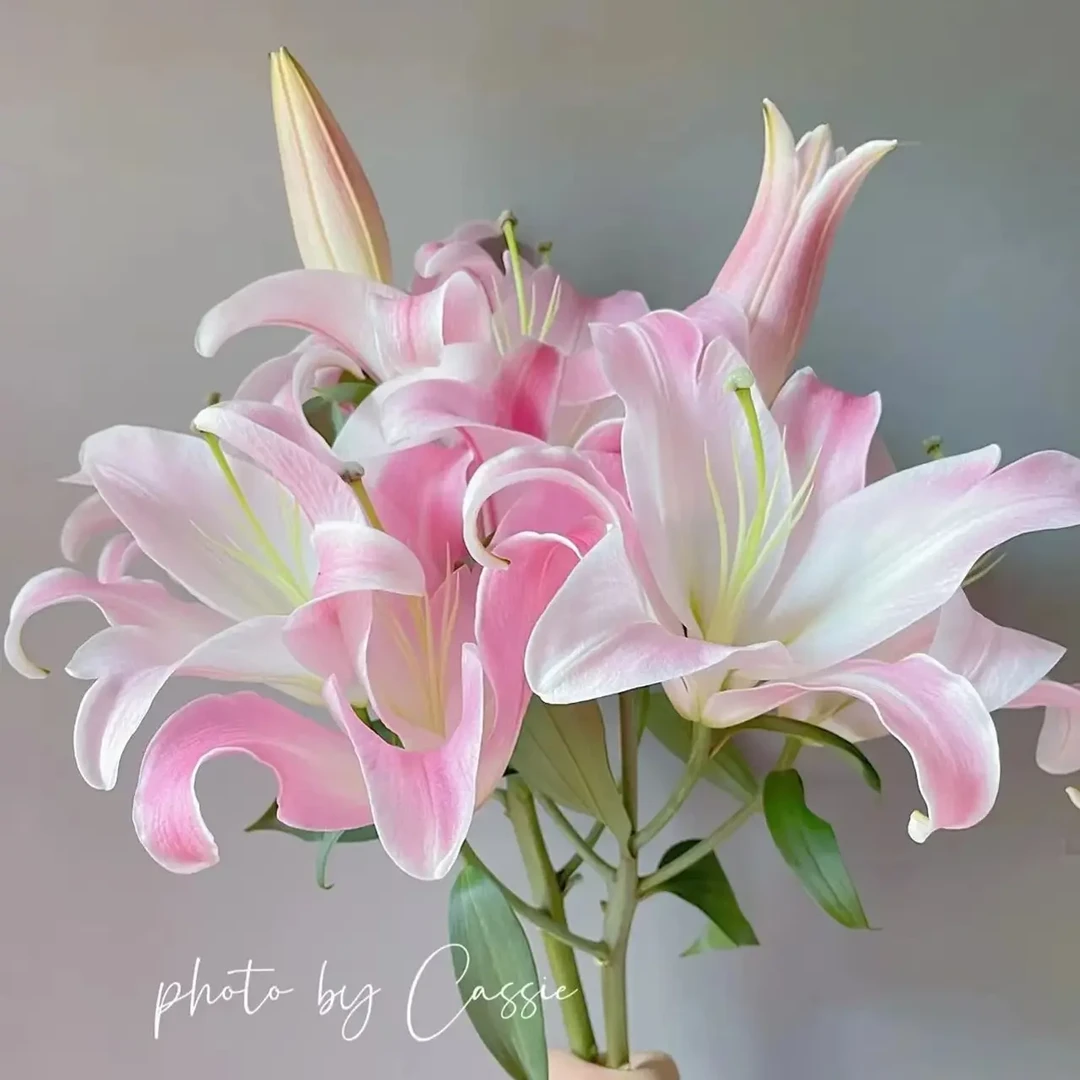 星光香水百合，2头5枝（10个花苞）云南鲜花基地直发