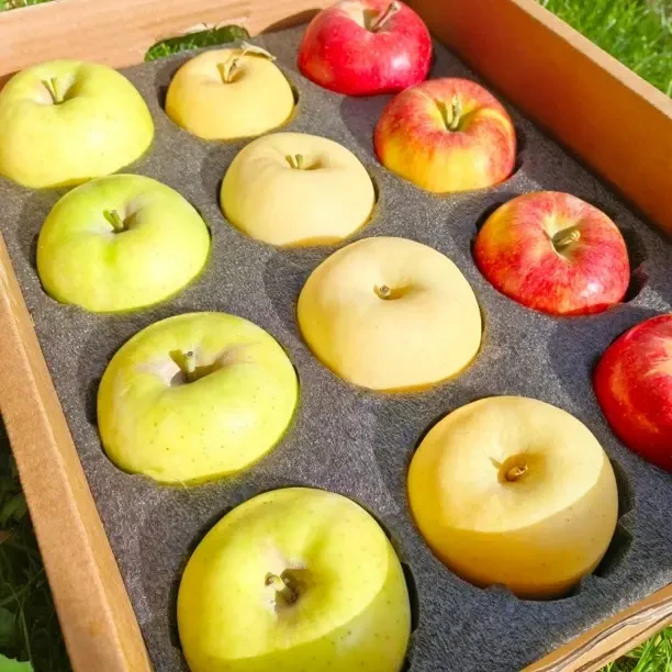 新疆喀什三色苹果 嗳妃➕黄金维纳斯➕王林 新疆直发