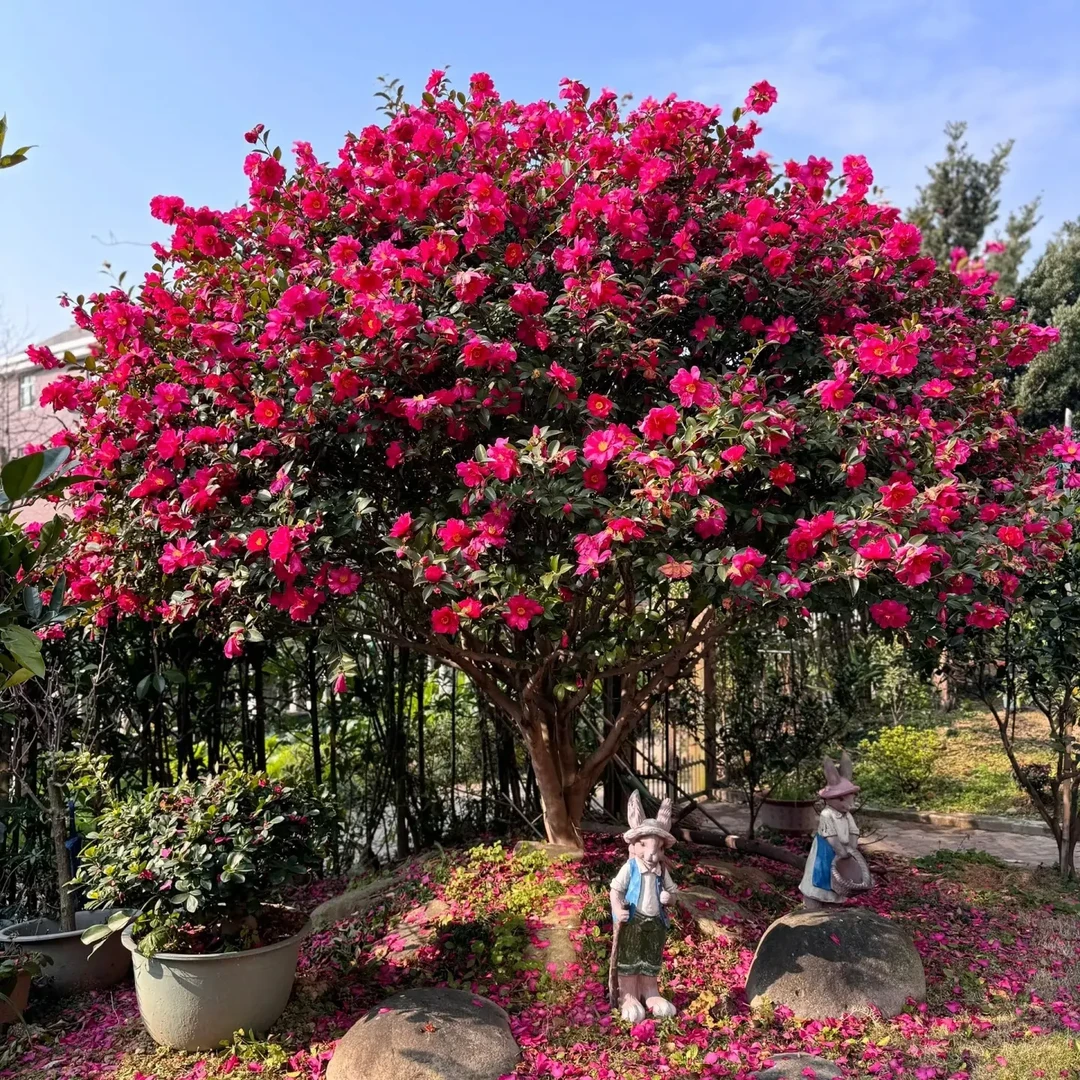名贵茶花 茶梅 盆栽地栽庭院绿植