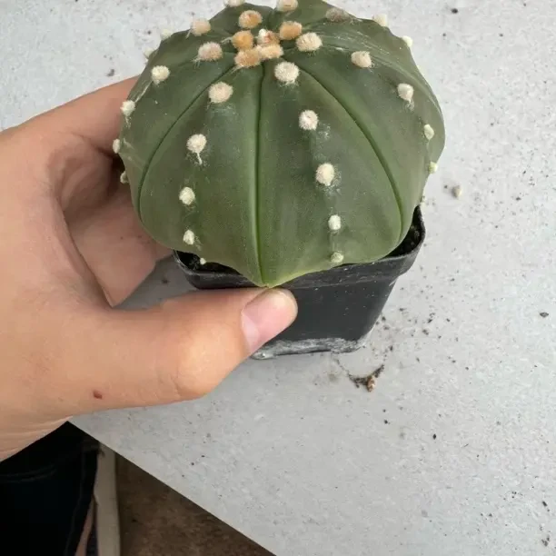 实生仙人球星兜四季开花好养适合室内种植的盆栽
