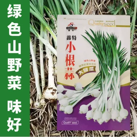 小根蒜种子 野蒜山蒜野葱种子野葱野蒜籽农家盆栽四季播蒜种子