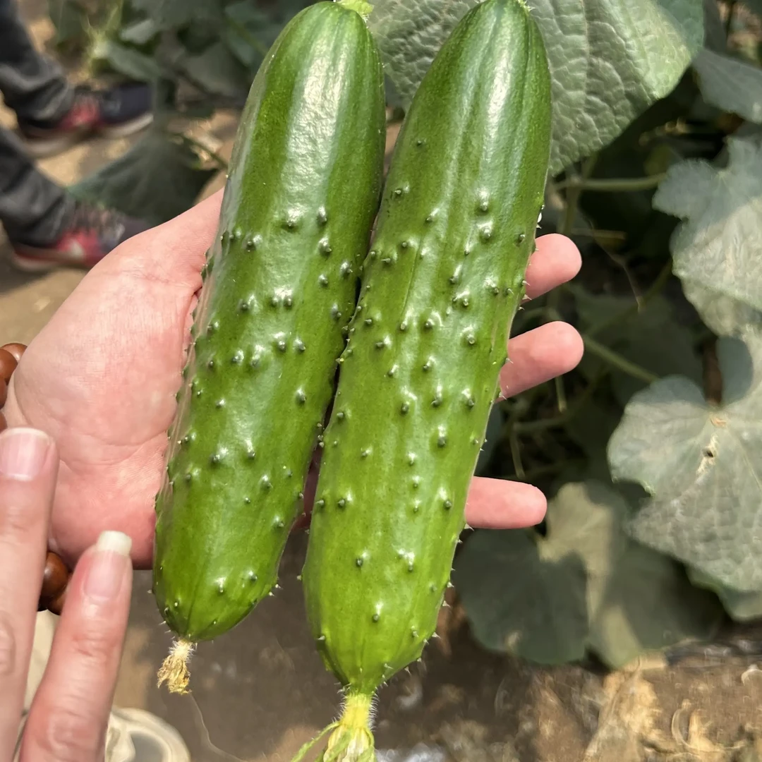 新鲜现摘水果旱黄瓜生吃脆甜脆嫩多汁蔬菜