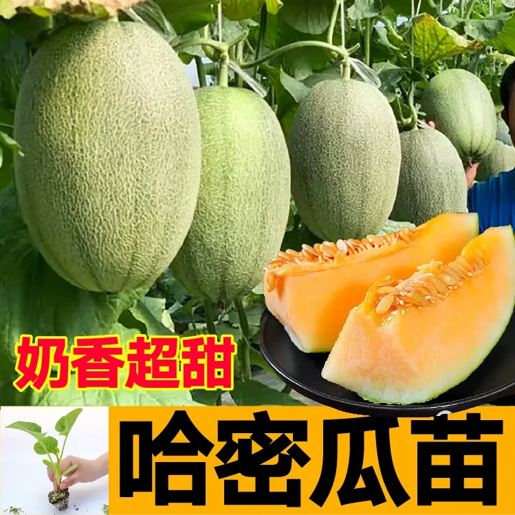 奶香超甜哈密瓜秧苗带土球爆甜羊角蜜甜瓜香瓜种子四季阳台盆栽苗
