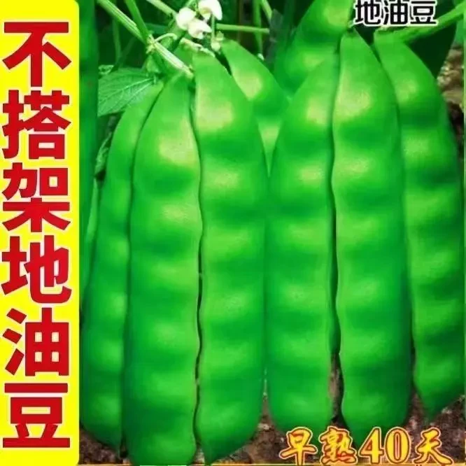 【不搭架地油豆种子】四季种植盆栽地栽阳台小院种植