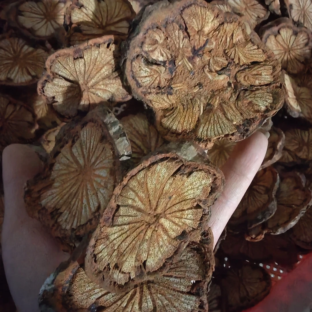 新鲜晾晒云南野生大血藤无硫血塞通