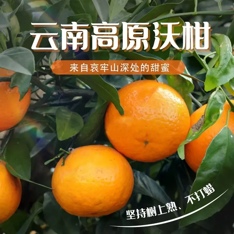 云南高原沃柑新鲜水果桔子纯甜橘子当季薄皮柑橘整箱大果产地直发