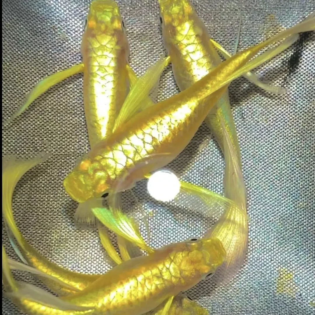 越南原线满麟黄金 金丝带飞船