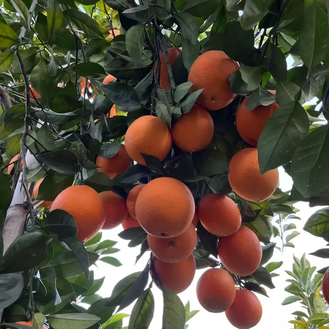 江西赣州脐橙大果新鲜现摘香甜多汁当季橙子