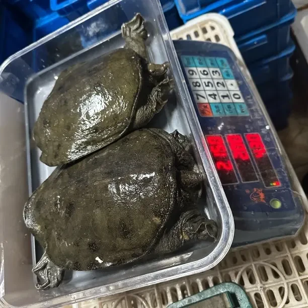 外塘生态野养殖鲜活青背白底甲鱼顺丰发货可吃可养高营养食材