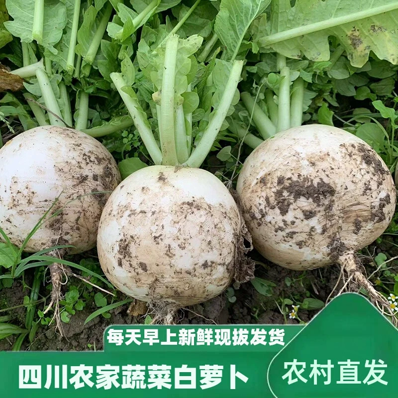 四川中江圆白萝卜农家种植新鲜脆嫩不空心现挖带泥发货应季蔬菜