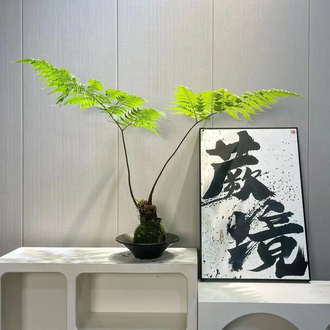 蕨类植物盆栽红鳞蕨水培蕨类老桩室内茶桌办公室玄关盆景好养活