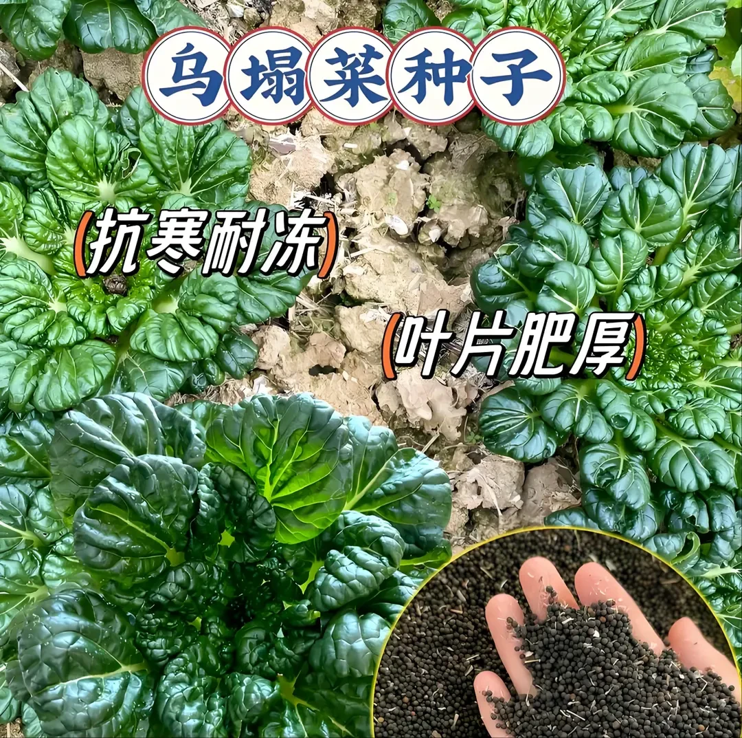 乌塌菜种子 菜地乌塌易栽培耐寒叶大肥厚纤维少乌塌菜子