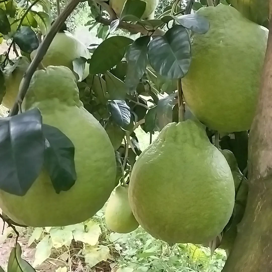 正宗梅州沙田柚鲜甜多汁