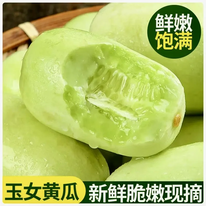 山东寿光现摘现发玉女小黄瓜拇指黄瓜产地直发清甜爽脆水果黄瓜嫩