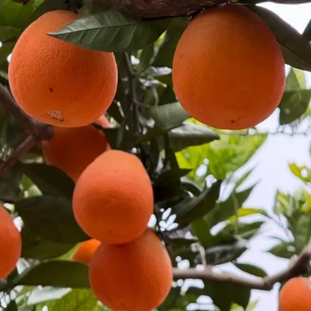 正宗纽荷尔脐橙当季水果新鲜采摘香甜多汁产地直发 果肉脆嫩化渣