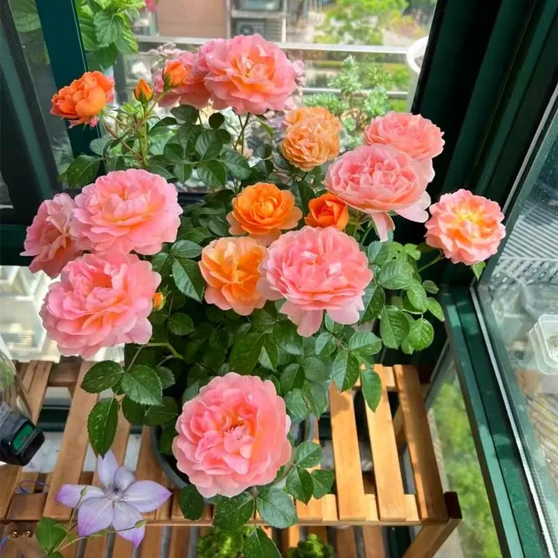 玫瑰花苗浓香四季开花盆栽花卉植物室内花月季花树苗特大花老桩苗