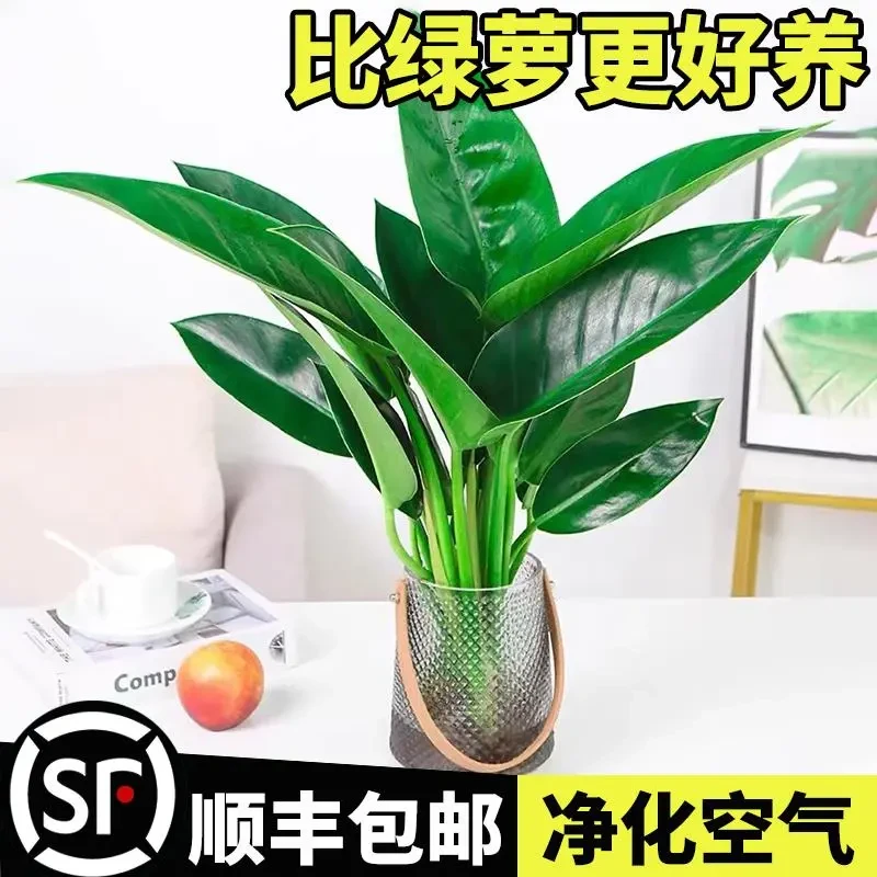 水培植物大金钻盆栽大叶绿公主室内桌面净化空气吸甲醛水养绿植