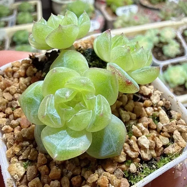 玉叶珍妮三头群生