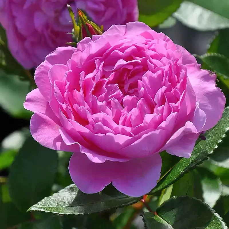 兰花韵事月季 玫昂 灌木大花浓香粉色 抗病直立 别名兰花浪漫月季