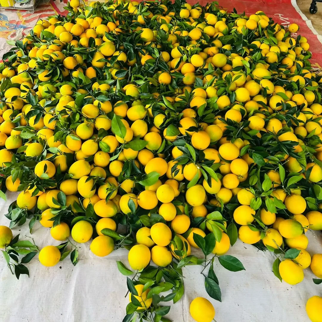 江西赣南脐橙新鲜采摘应季水果香甜多汁皮薄肉厚果园直发